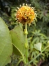 Uncaria guianensis