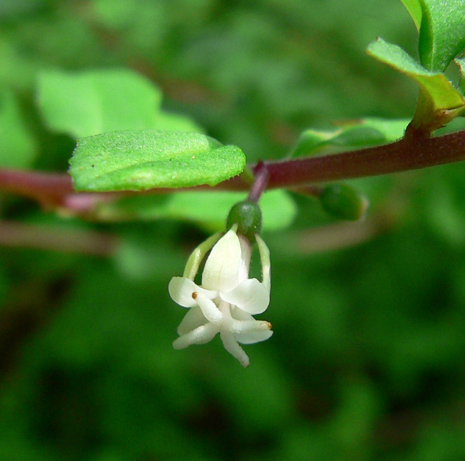 Fuchsia microphylla