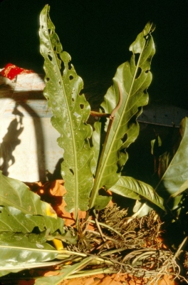 Anthurium uleanum