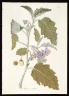 Solanum coagulans