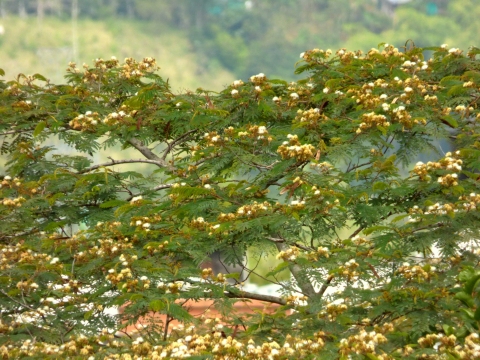 Albizia carbonaria