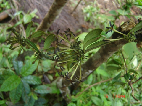 Danais volubilis