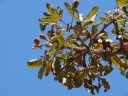 Eriotheca pubescens