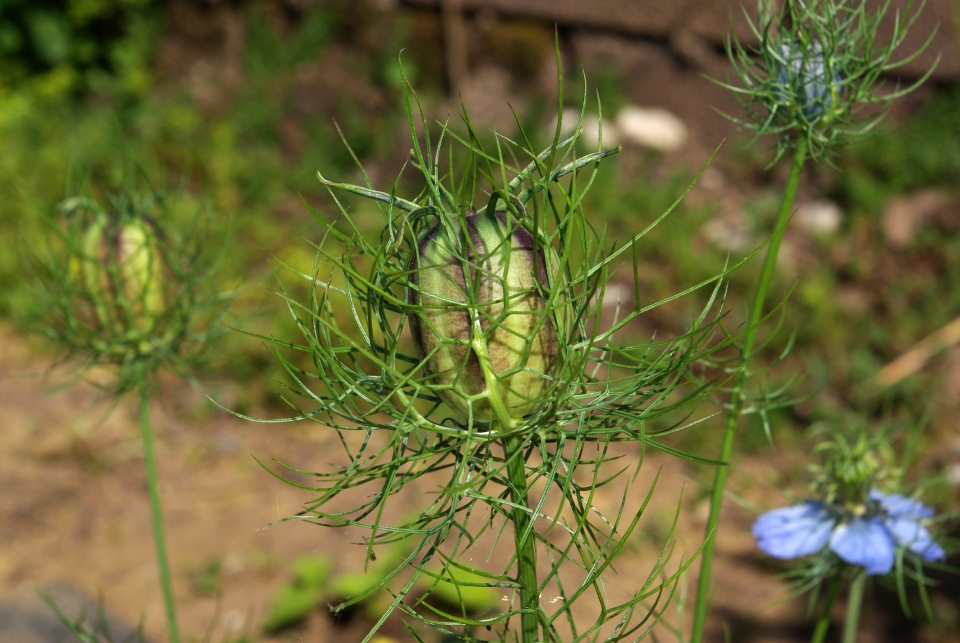 Nigella damascena