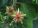 Passiflora jorullensis