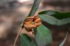Smeathmannia pubescens