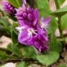 Polygala poaya