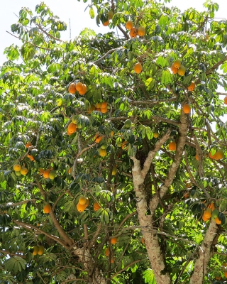 Jacaratia spinosa