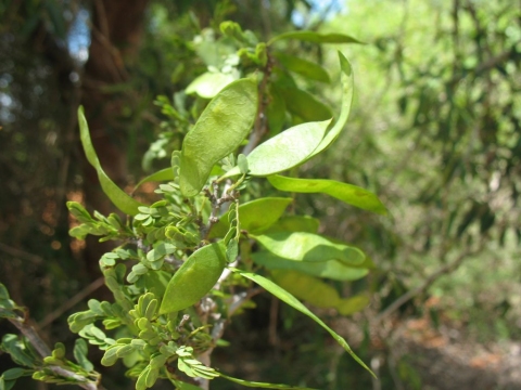 Dalbergia xerophila