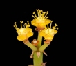 Euphorbia gossypina