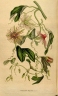 Passiflora jorullensis