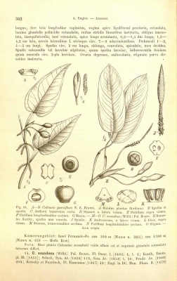 Culcasia parviflora