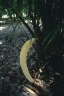 Phytelephas seemannii