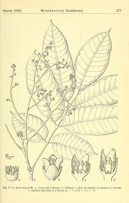 Canarium denticulatum