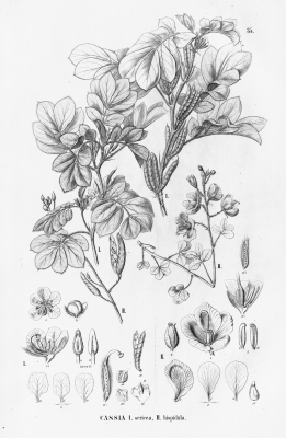 Chamaecrista hispidula