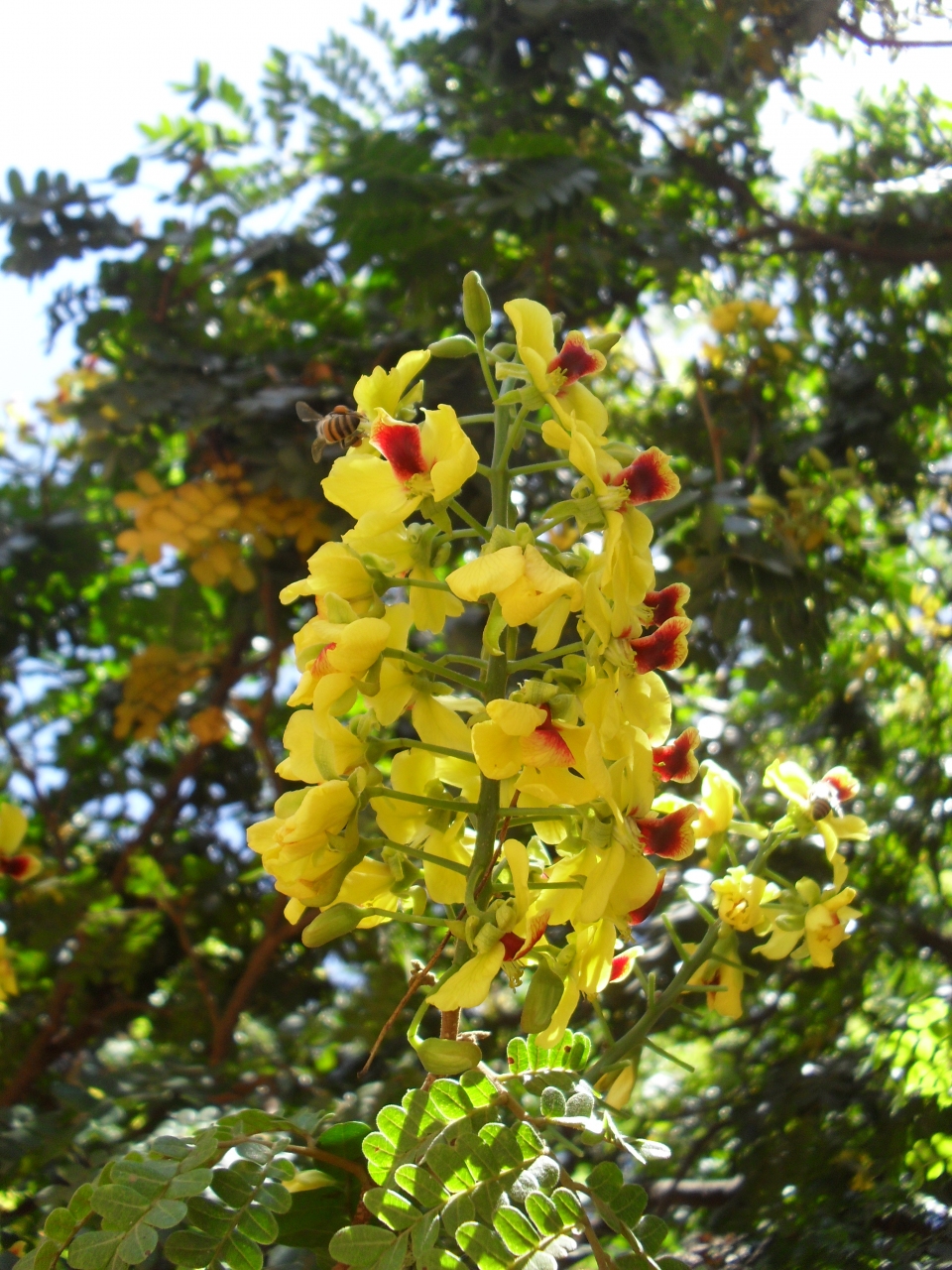 Caesalpinia echinata
