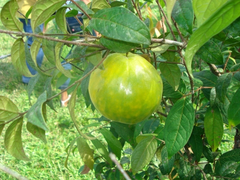 Eugenia stipitata