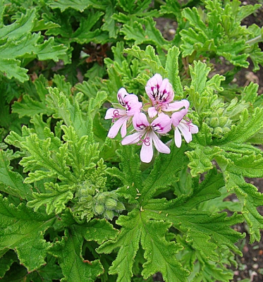 Pelargonium odoratissimum