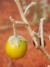 Solanum centrale
