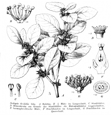 Scolopia theifolia