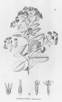 Eremanthus glomerulatus