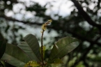 Croton laevigatus