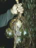 Borassodendron borneense