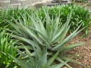 Aloe nyeriensis