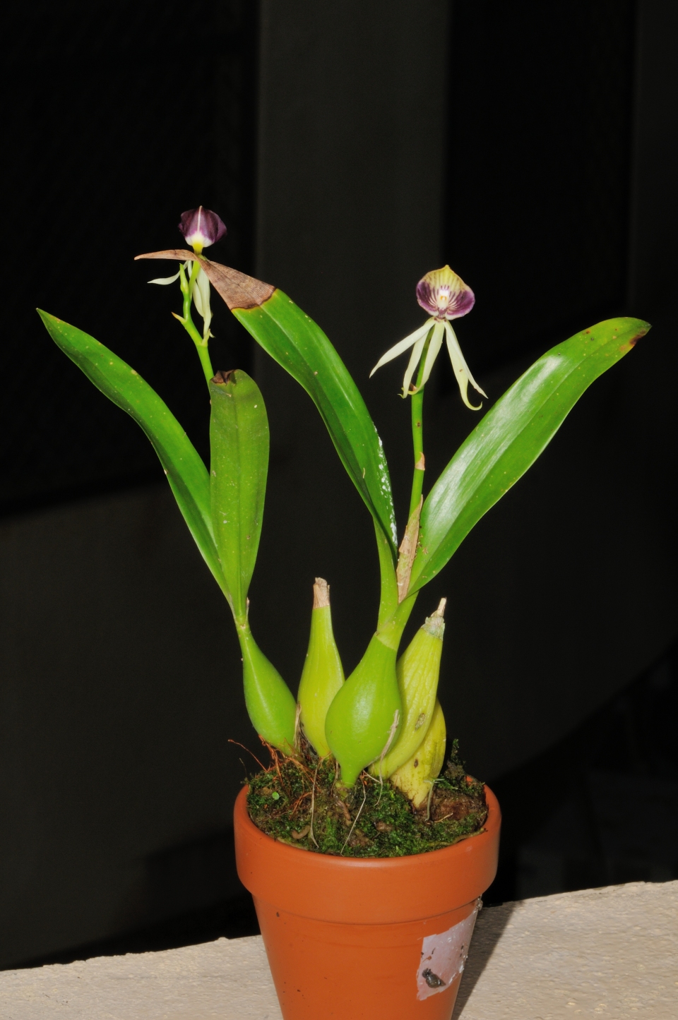 Prosthechea cochleata