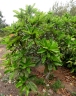 Ficus wildemaniana