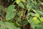 Alchornea tiliifolia