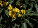 Ouratea castaneifolia