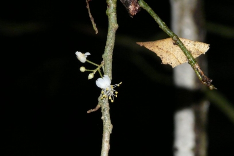 Baphiopsis parviflora