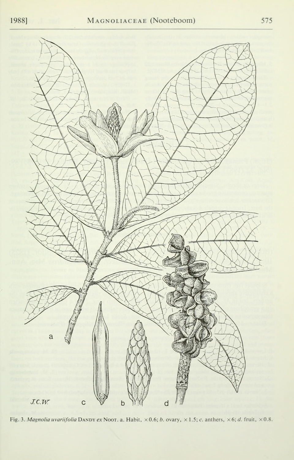Magnolia macklottii