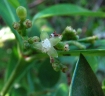 Psychotria mariana