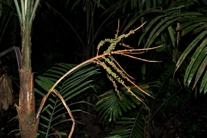Prestoea schultzeana