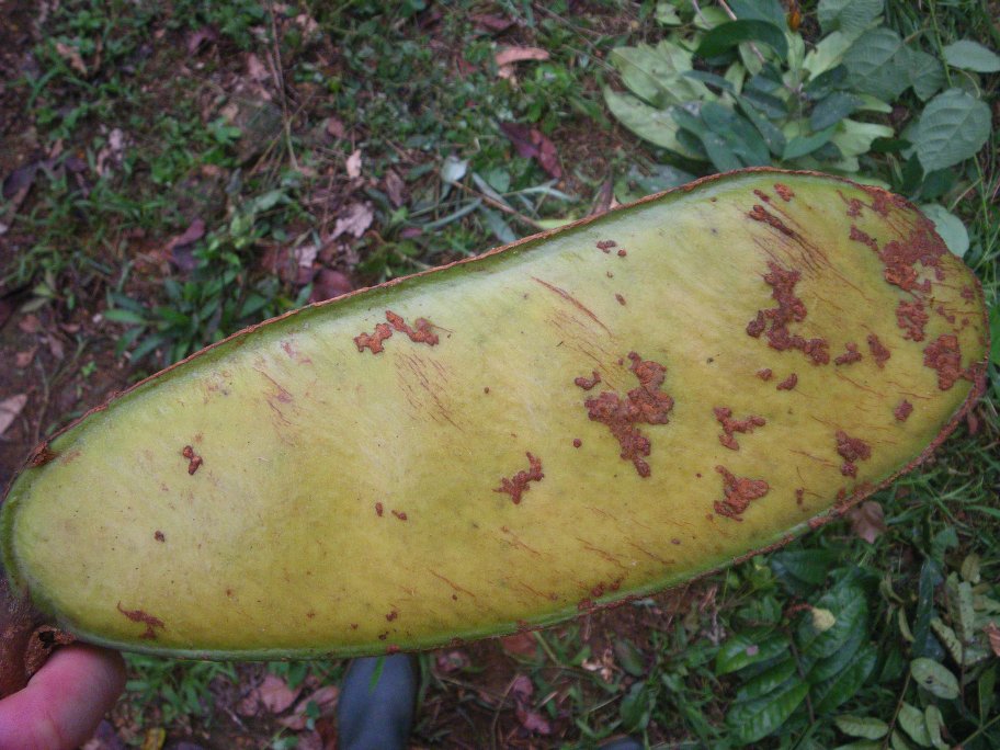 Berlinia bracteosa