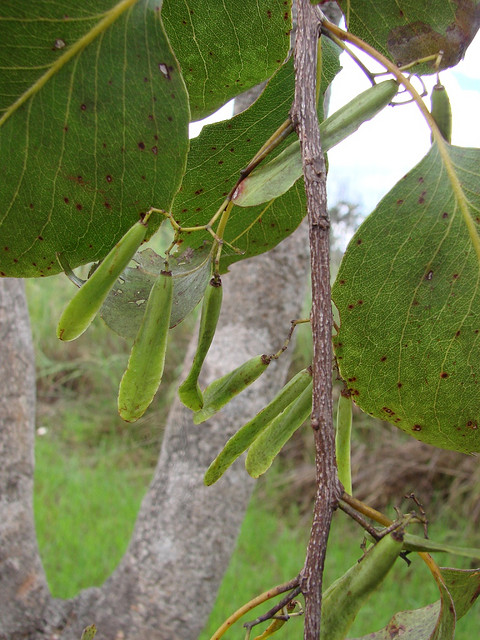 Plenckia populnea