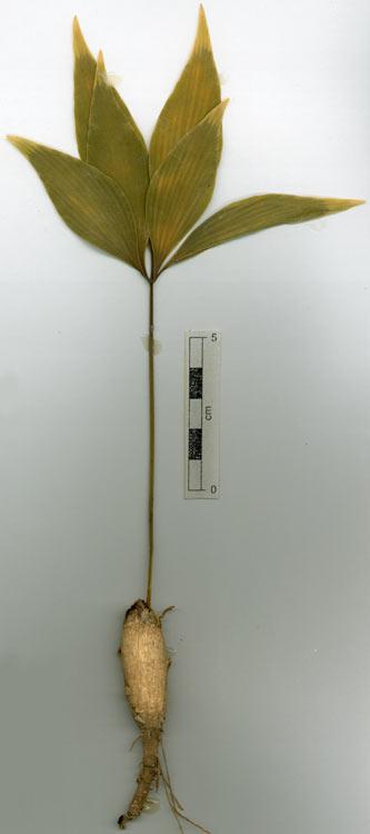 Bowenia spectabilis