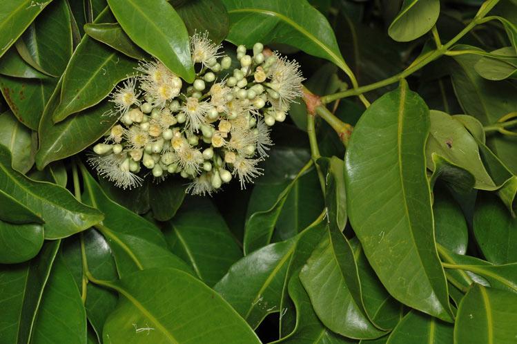 Syzygium pseudofastigiatum