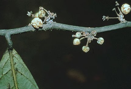 Unonopsis veneficiorum