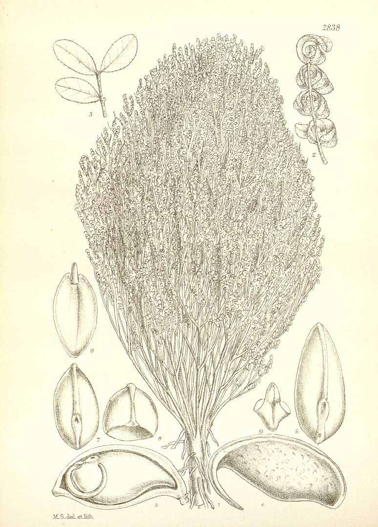 Cordeauxia edulis
