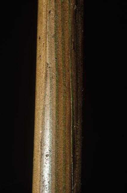 Ravenea albicans