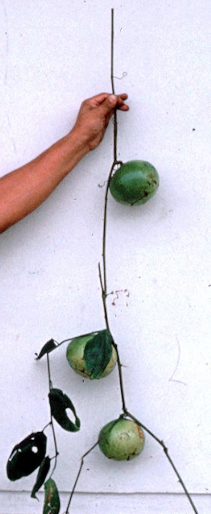 Fevillea cordifolia
