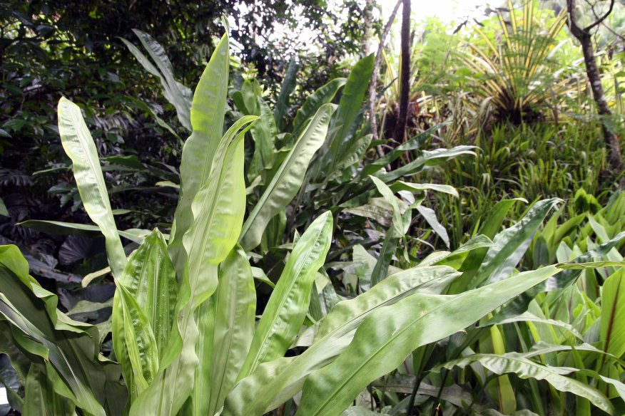 Cyclanthus bipartitus