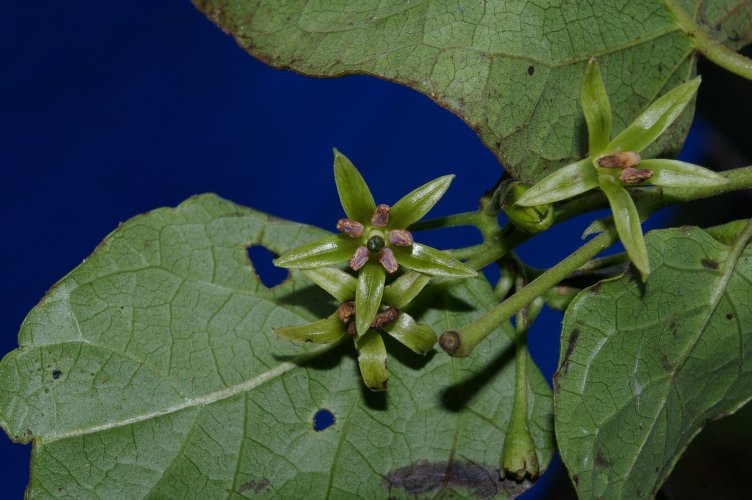 Solanum cajanumense