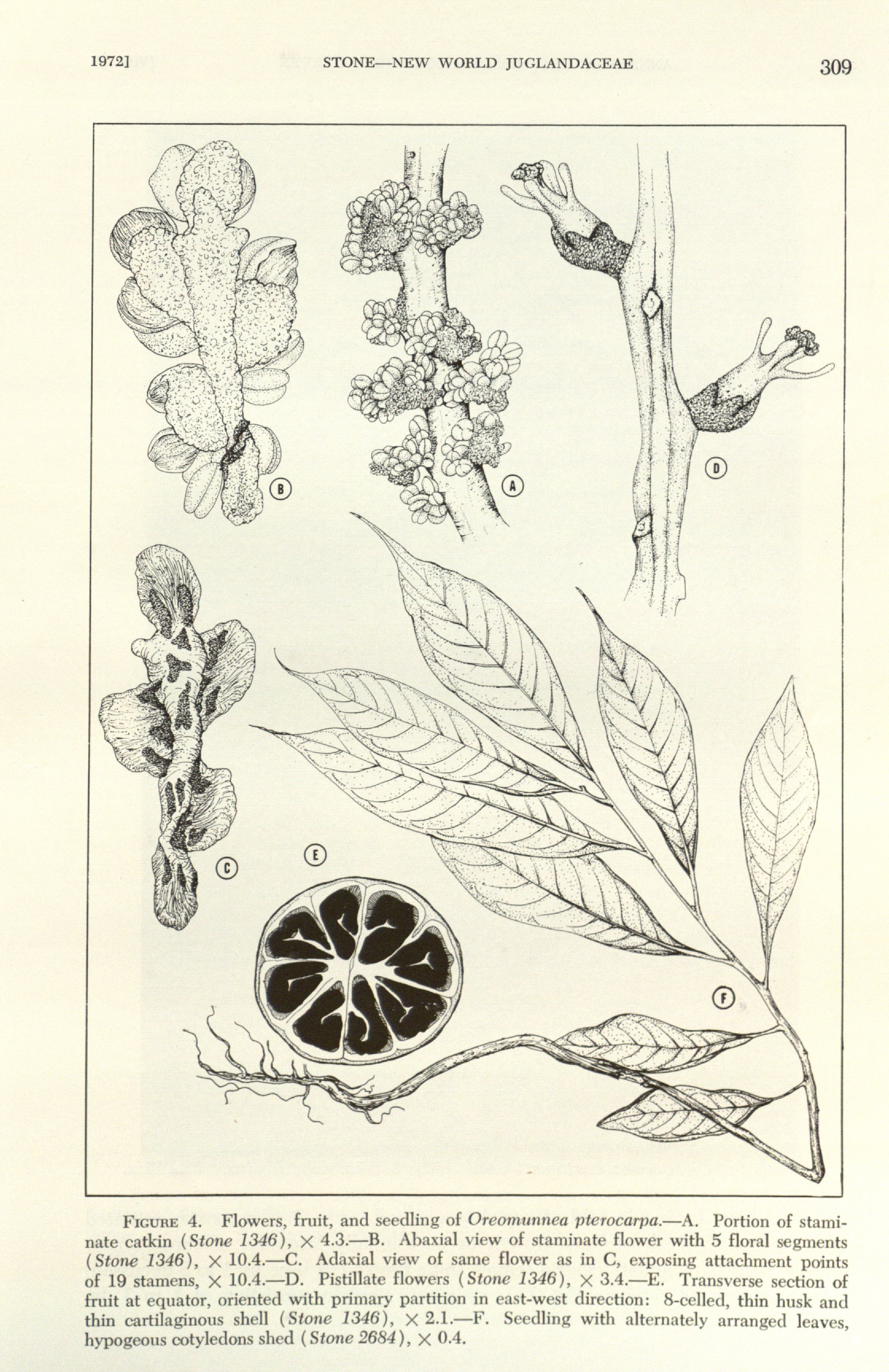 Oreomunnea pterocarpa Images - Useful Tropical Plants