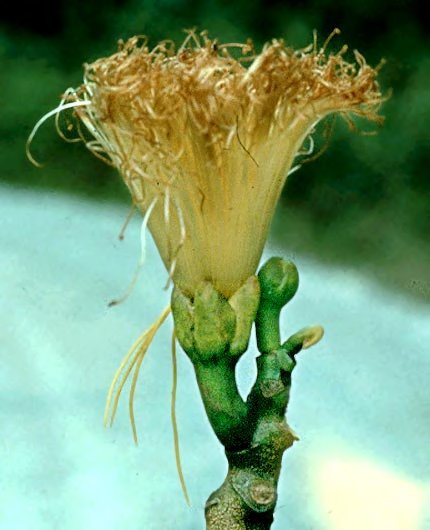 Caryocar nuciferum