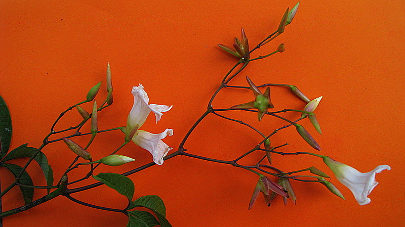 Merremia macrocalyx