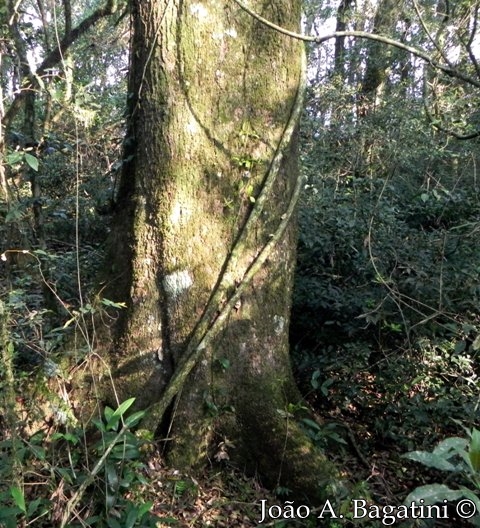 Sloanea monosperma
